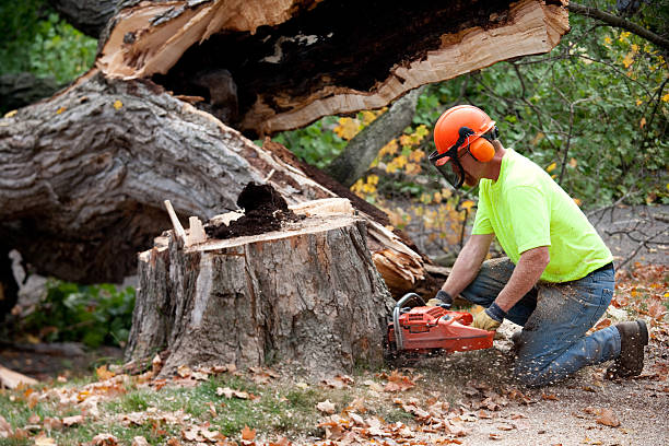 Best Tree Disease Treatment  in Santa Teresa, NM